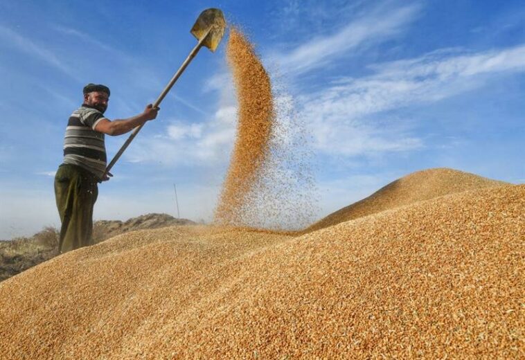 بەغدا بەشێکی دیکە پارەی گەنمی جوتیارانی بۆ هەرێم نارد