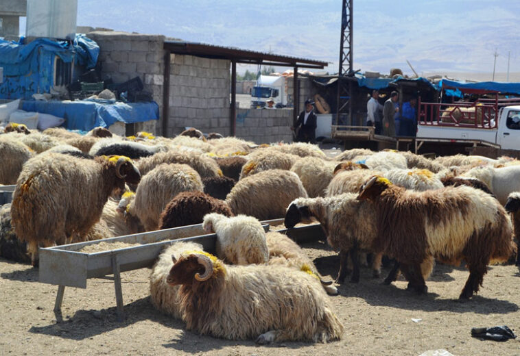 دوو مانگ دەدرێت بە کاسبکارانی مەیدانی ئاژەڵان