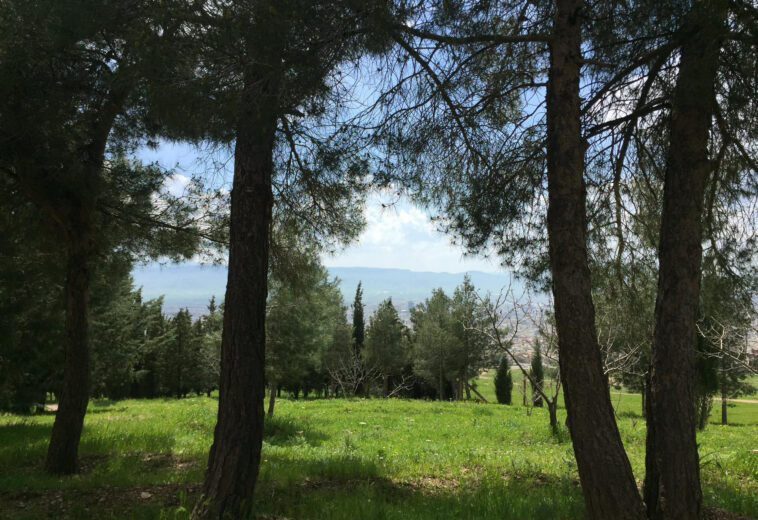 سەوزایی ئەگەری تووشبوون بە نەخۆشییەکانی دڵ و شێرپەنجە و شەکرە کەمدەکاتەوە