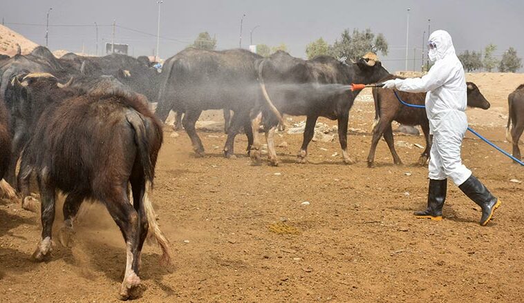 سێ تووشبووی تای خوێنبەربوون تۆمارکران