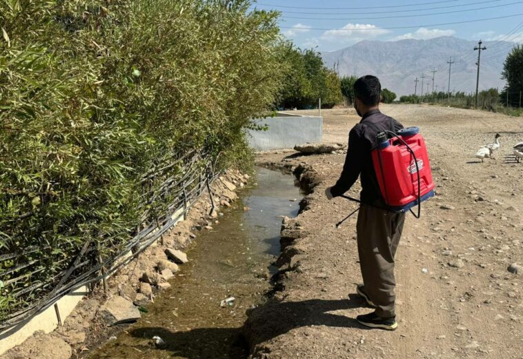 هەڵمەتی پرژاندنی دەرمانی دژەمێروو لە سلێمانی بەردەوامی هەیە