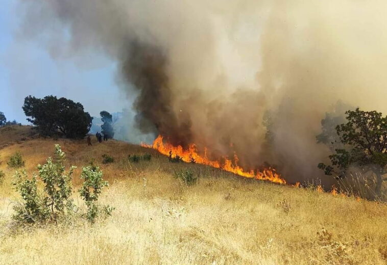 لەسەر سووتانی دارستانەكان‌ پێشنیازێك ده‌درێتە ئه‌نجوومه‌نی وه‌زیران