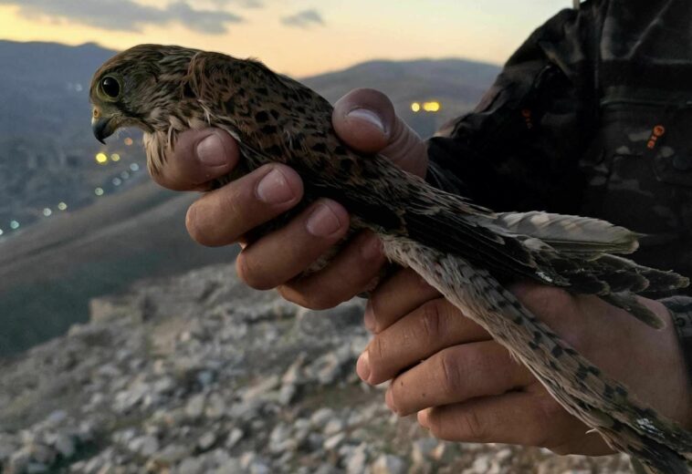 كەسێك لە دەریاچەی دوكان لەسەر “ڕاوە باز” دەستگیركرا